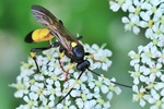 Ohne deutschen Namen (Ichneumon stramentor)