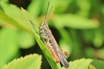 Brauner Grash&uuml;pfer (Chorthippus brunneus)