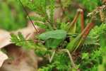 Warzenbei&szlig;er (Decticus verrucivorus) - Larve - M&auml;nnchen