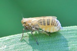 Wiesenspornzikade (Javesella pellucida) - Kurzflügelig