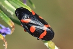 Bindenblutzikade (Cercopis intermedia)