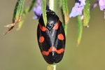 Bindenblutzikade (Cercopis intermedia)