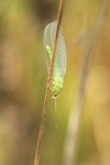 Gemeine Florfliege (Chrysoperla carnea)