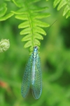 Grünes Perlenauge/Blaue Florfliege (Chrysopa perla)