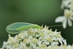Gemeine Florfliege (Chrysoperla carnea)