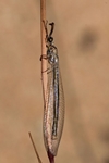 Ameisenjungfer (Myrmeleon spec.)