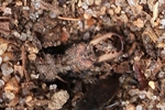 Gefleckte Ameisenjungfer (Euroleon nostras - Ameisenlöwe)