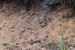 Gefleckte Ameisenjungfer (Euroleon nostras) - Fangtrichter des Ameisenlöwen