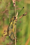 Langfühler-Schmetterlingshaft (Libelloides longicornis)