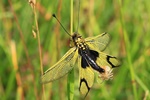 Langfühler-Schmetterlingshaft (Libelloides longicornis) - Frisch geschlüpft