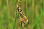 Langfühler-Schmetterlingshaft (Libelloides longicornis) - Frisch geschlüpft