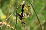 Langfühler-Schmetterlingshaft (Libelloides longicornis) - Paarung