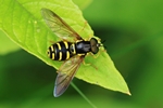 Frühlings-Wespenschwebfliege (Chrysotoxum vernale)