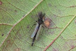 Zuckmücke (Macropelopia nebulosa)