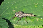 Gemeine Raubfliege (Tolmerus atricapillus)