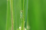 Zuckmücke (Chironomus riparius)