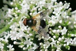 Gemeine Waldschwebfliege (Volucella pellucens)