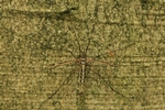 Gefleckte Schnake (Tipula vittata)