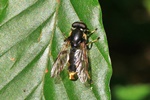 Goldhaar-Langbauchschwebfliege (Xylota sylvarum)