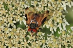 Wanzenfliege (Phasia hemiptera)