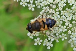 Schwarze Bienenschwebfliege (Eristalis similis) NI 06/21