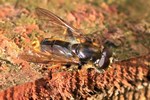 Goldhaar-Langbauchschwebfliege (Xylota sylvarum)