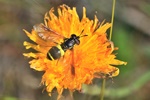 Zweiband-Wespenschwebfliege (Chrysotoxum bicinctum)