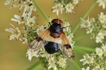Gemeine Waldschwebfliege (Volucella pellucens)
