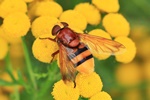 Hornissen-Schwebfliege/Große Waldschwebfliege (Volucella zonaria)