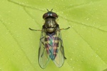 Halbmond-Blattlausschwebfliege (Parasyrphus punctulatus)