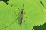 Ohne deutschen Namen (Aedes spec.)
