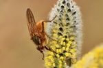 Gelbe Dungfliege (Scathophaga stercoraria) - Männchen