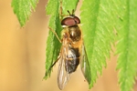 Zweiband-Wiesenschwebfliege (Epistrophe eligans)