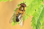 Zweiband-Wiesenschwebfliege (Epistrophe eligans)