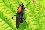 Ohne deutschen Namen (Clitellaria ephippium)