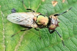 Ohne deutschen Namen (Physiphora alceae)