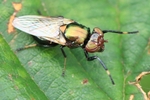 Ohne deutschen Namen (Physiphora alceae)