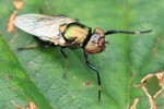 Ohne deutschen Namen (Physiphora alceae)
