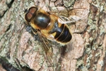 Schwarze Bienenschwebfliege (Eristalis similis) - M&auml;nnchen